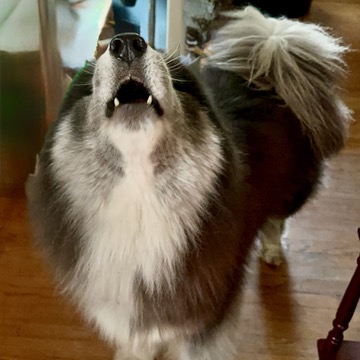 Howl