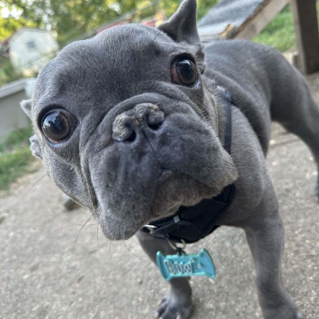 Bo
