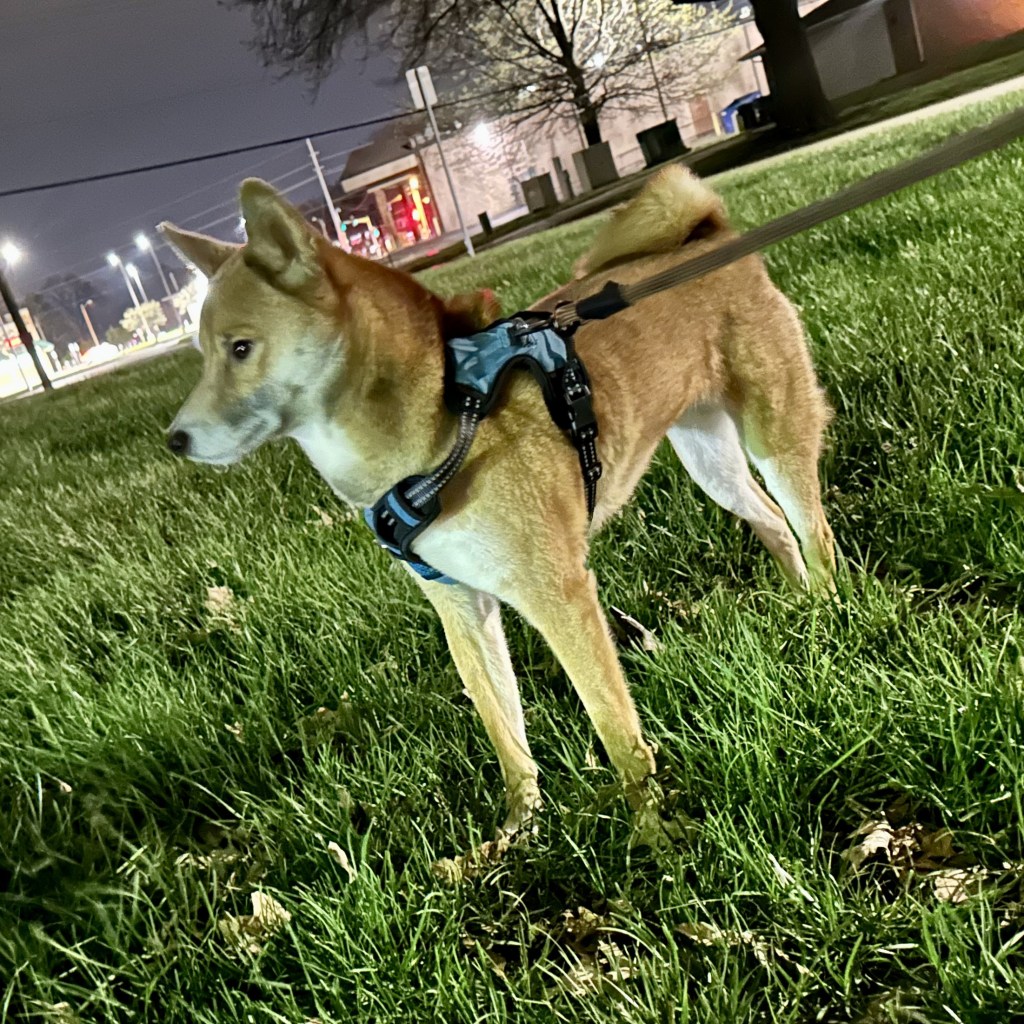 Walks